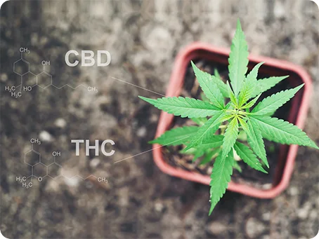 CBD vs. THC - Wirkung Unterschiede und wo du Cannabisblüten legal kaufen kannst